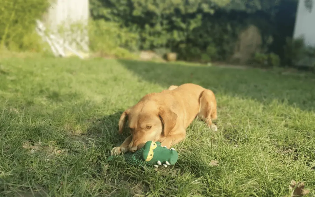 Nala (was Fliss)