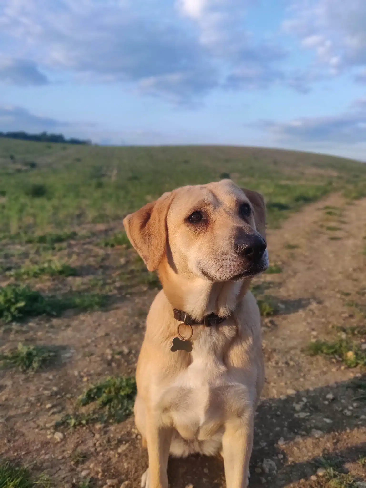 Dora, a Unknown old female Labrador available for adoption from Strays Without Borders in Leicestershire