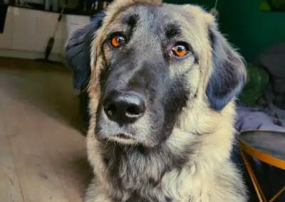 Hazel