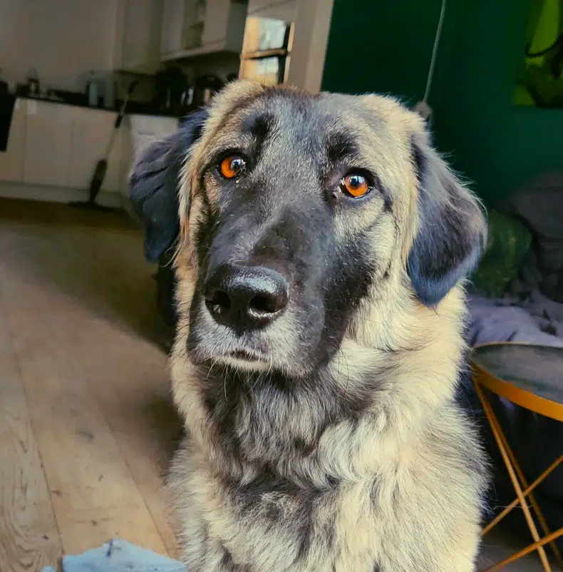 Hazel, a 4 years old female White Swiss Shepherd Dog available for adoption from Strays Without Borders in Surrey