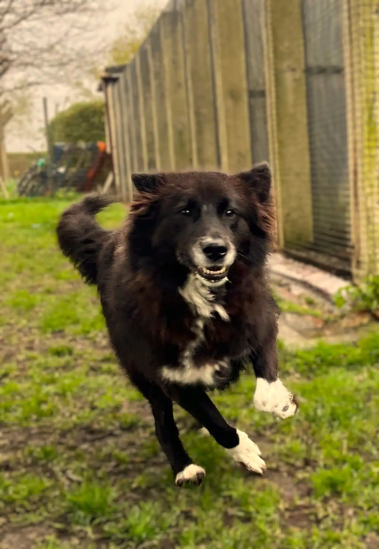 Luna, a 5 years old female Border Collie available for adoption from Strays Without Borders in Leicestershire