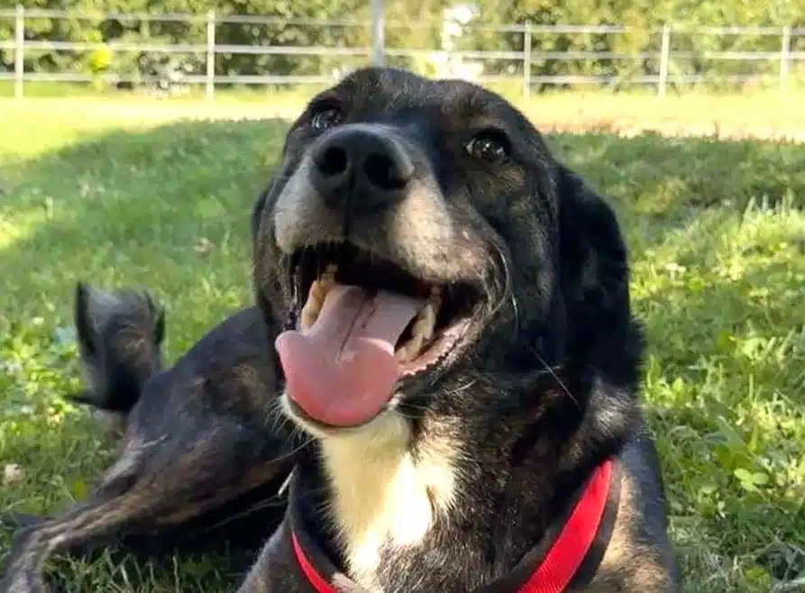 Dana, a Unknown old female Crossbreed available for adoption from Strays Without Borders in Kent
