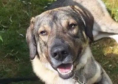 Bodi