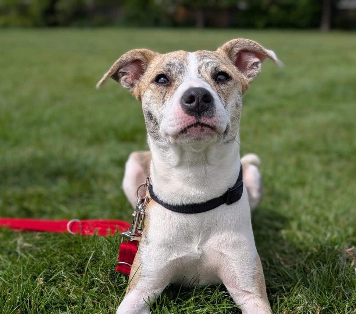 Leah, a Unknown old female Crossbreed available for adoption from Strays Without Borders in Leicestershire
