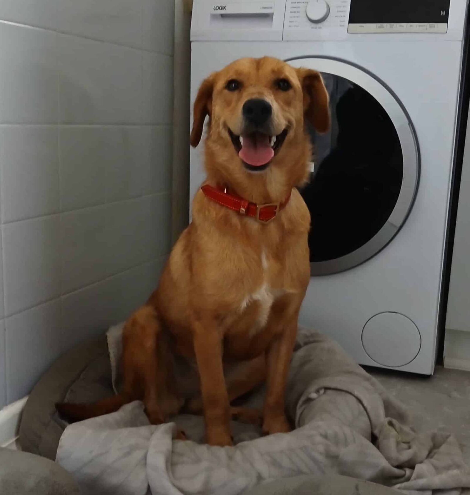 Bella, a 1 year old female Crossbreed available for adoption from Strays Without Borders in Somerset