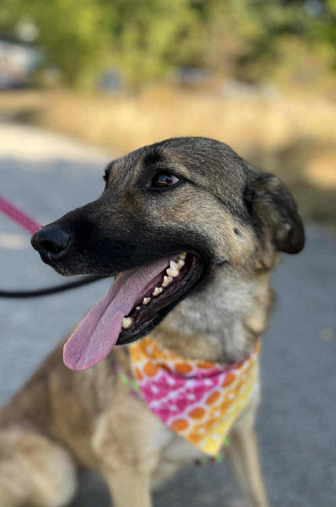 Barbie, a 3 years old female Crossbreed available for adoption from Strays Without Borders in Devon