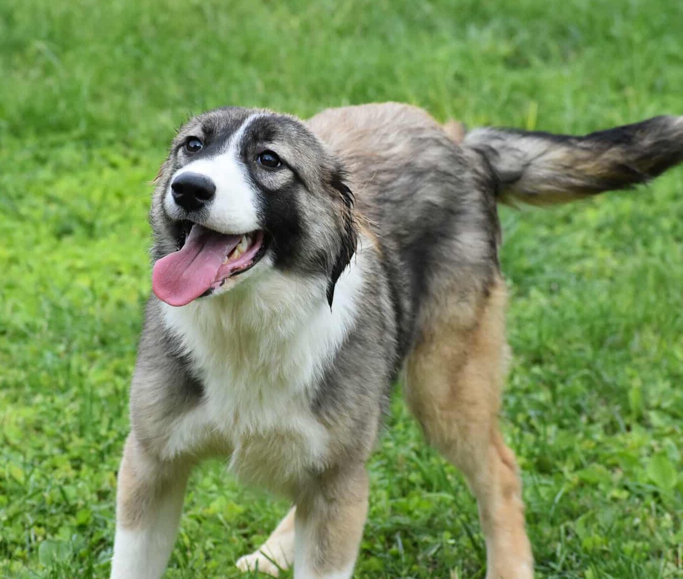 Shilly, a 1 year old female Crossbreed available for adoption from Strays Without Borders in Location not specified