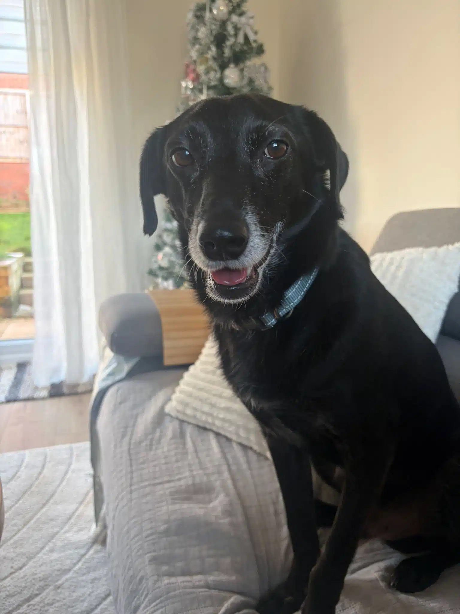 Bugzy, a Unknown old male Crossbreed available for adoption from Strays Without Borders in Derbyshire