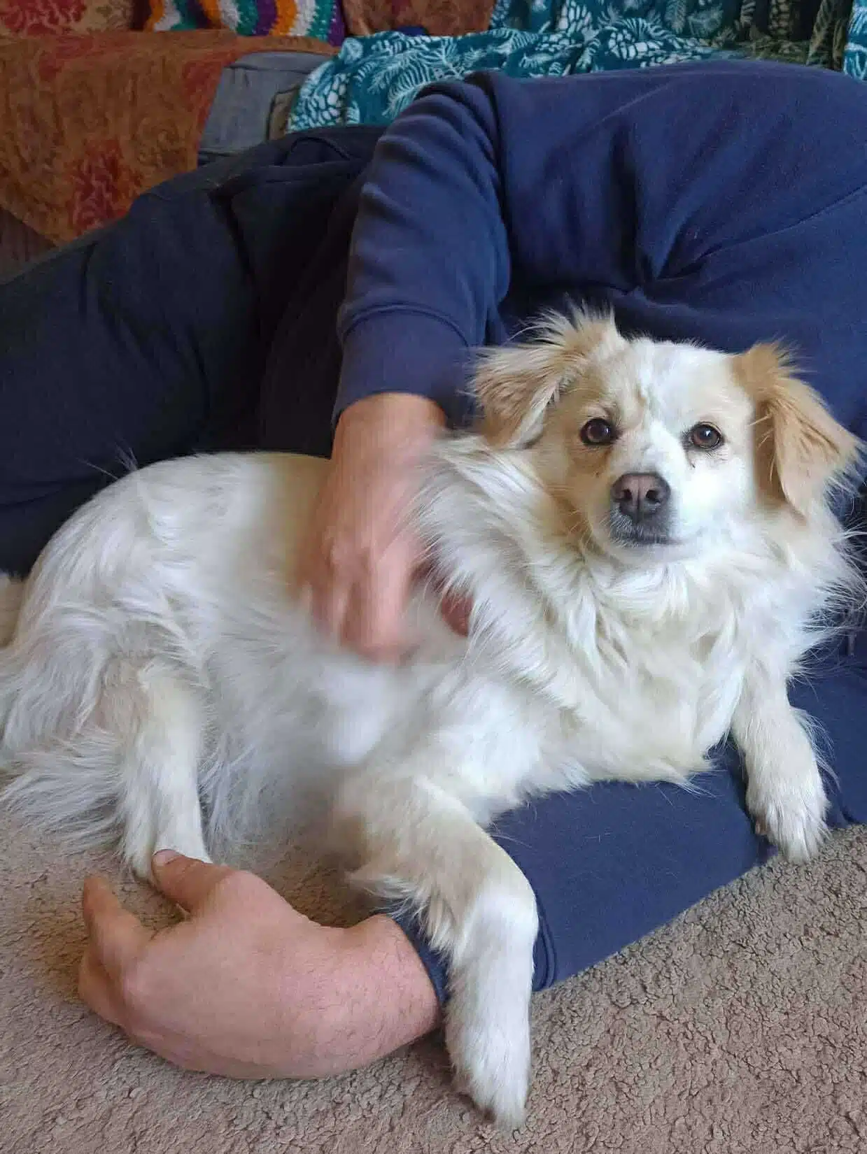 Freya, a 3 years old female Crossbreed available for adoption from Strays Without Borders in Leicestershire