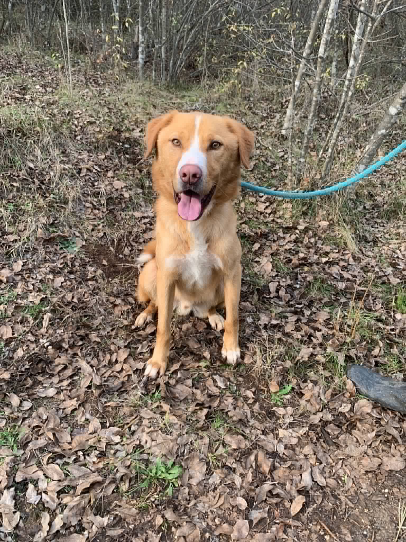 Bubi, a 3 years old male Crossbreed available for adoption from Strays Without Borders in North Macedonia