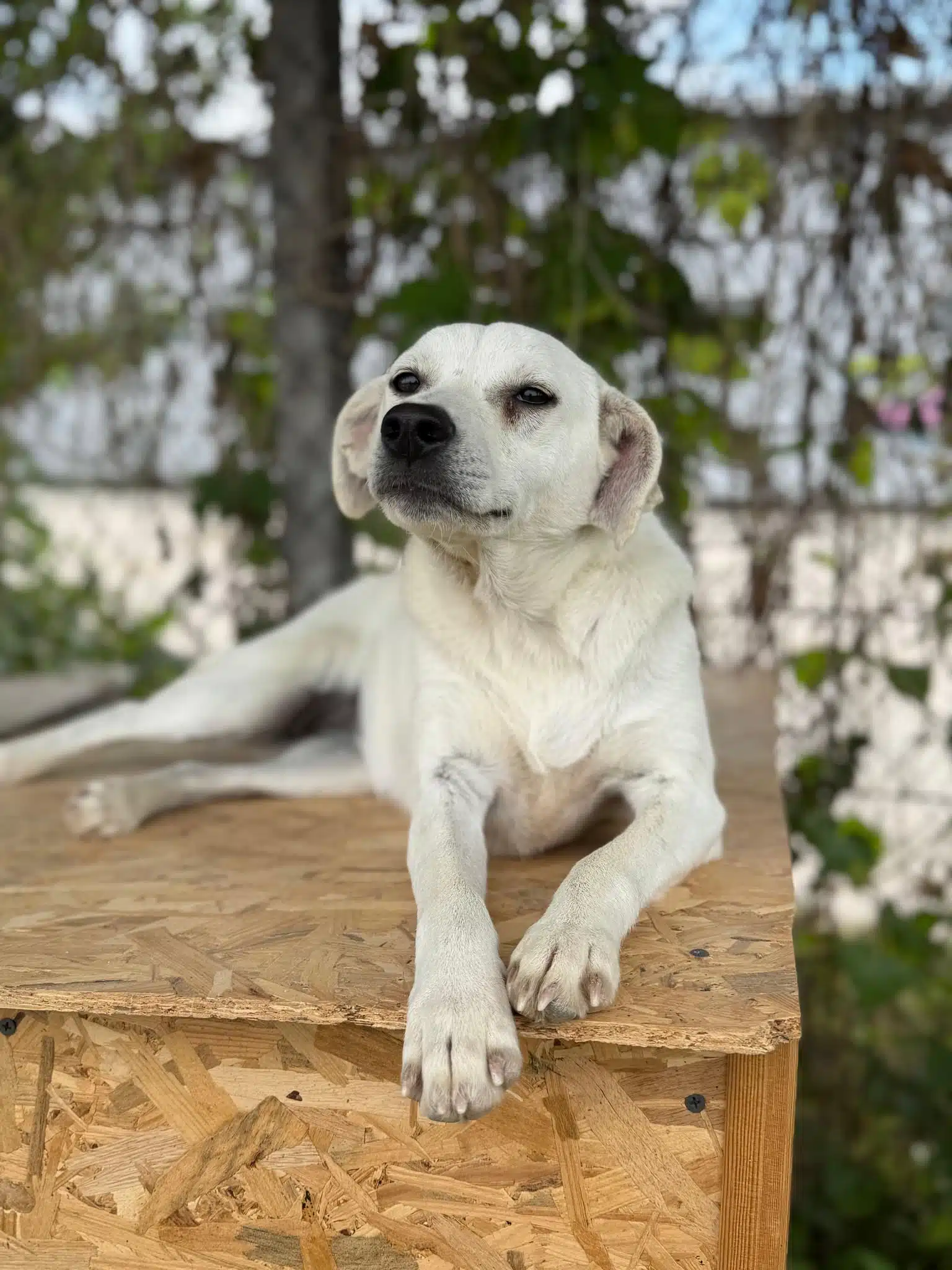 Bella, a 2 years old female Crossbreed available for adoption from Strays Without Borders in North Macedonia