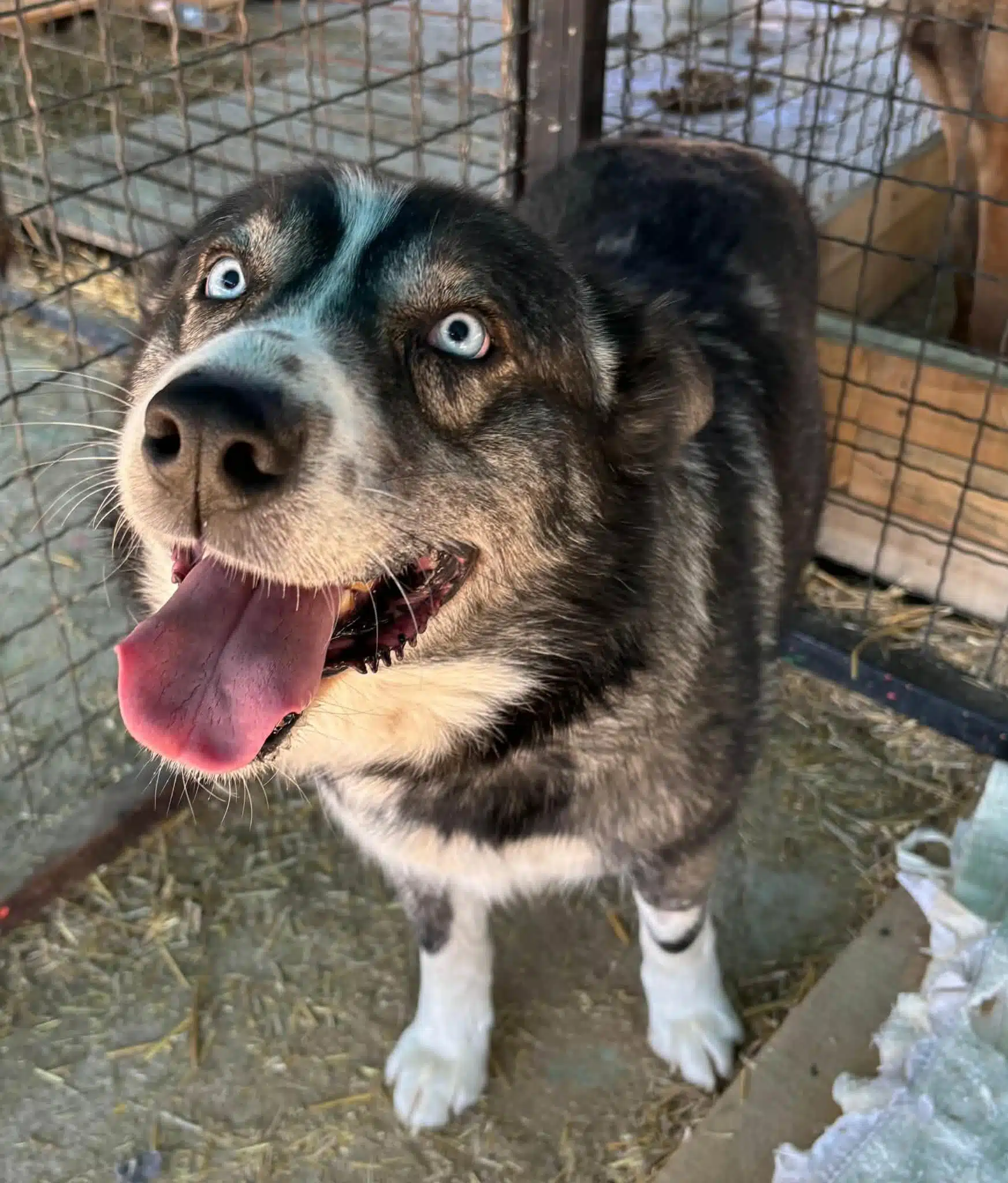 Alex, a 6 years old male Siberian Husky available for adoption from Strays Without Borders in North Macedonia